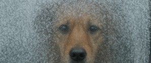 Efterlad aldrig din hund i en kold bil