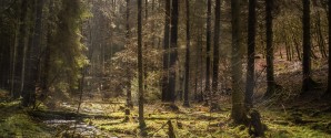 Dronninglund Storskov udbudt til salg for 195 mio. kroner