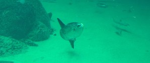 To nye klumpfisk flytter ind hos Nordsøen Oceanarium