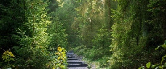 Nordjyske Bank sælger Sæbygård Skov