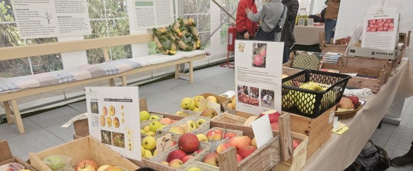 Knivholt Frugtlaugs Frugtlund på Knivholt Hovedgaard søndag