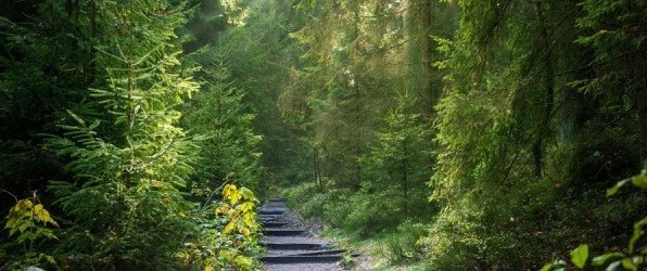 Nordjyske Bank sælger Sæbygård Skov