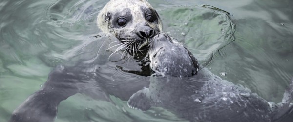 Ny sælunge er kommet til verden på Nordsøen Oceanarium