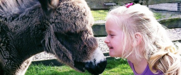 Farm Fun – 30 år med dyr