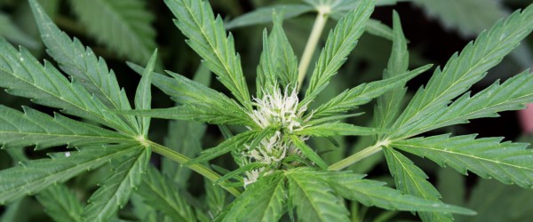Litauer dyrkede 22 kilo marihuana udenfor Sæby