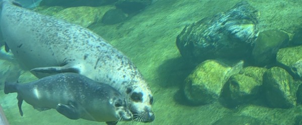 Lille sælunge er kommet til verden på Nordsøen Oceanarium