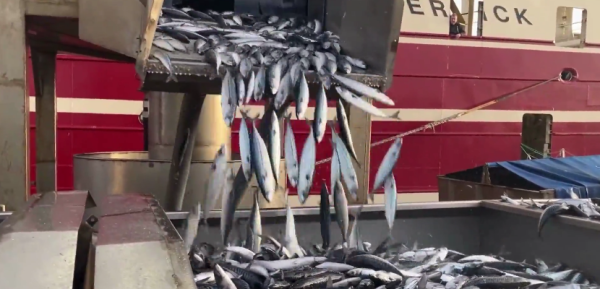 Kæmpe fangst blev kørt til Sæby Fiskeindustri