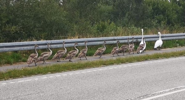 Nye beboere på vej til Sæby på gåben