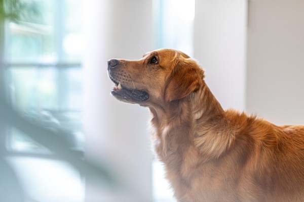 Sådan hjælper du din hund trygt gennem nytårsaften