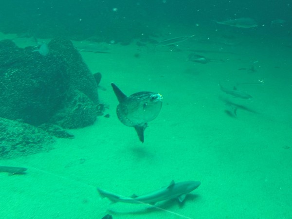 To nye klumpfisk flytter ind hos Nordsøen Oceanarium