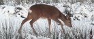 Vi flytter tiden – det gør råvildet ikke!