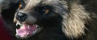 Bestanden af mårhunde stiger eksplosivt