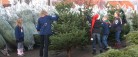 Spejdernes juletræssalg starter i dag lørdag
