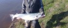 En hård kamp endte med 13.3 kg. laks