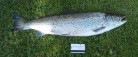 Christian fangede i søndags den største fisk til dato