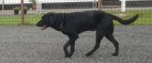 EFTERLYSNING: Har nogen set vores hund Lucky?