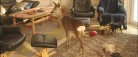 Bambi råhygger hos familie i Voerså…
