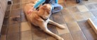 Buster kom hjem i god behold<br>…