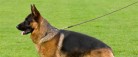 Schæferhundeklubben afholder skue/udstilling