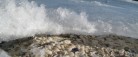 Arrangement: Natur og Strandvaskere i Lyngså