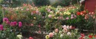 Georgine/Dahlia Udstilling – Åben Have