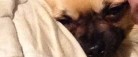 OPD! – Hvem har stjålet vores lille Chihuahua?