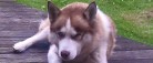 OPDATERING: <br>Balto er hjemme igen!