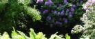 Æbletræer i blomst, forår, fest og musik i Nellemanns Have