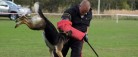 DM for Politihunde blev<br> stor succes i Nordjylland