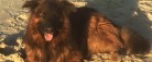 Efterlysning: Har du set<br> Jakobs hund Flint?