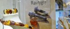 Ravsliberen i Sæby sælger<br> mange rav-lygter