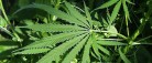 Regionen vurderer forsøg med medicinsk cannabis