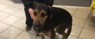 FREMLYSNING: <br>Hvem mangler denne hund?