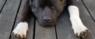 EFTERLYSNING: Har nogen set vores hund?