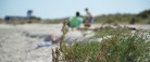 Morgenfriske ansatte hos Park og Vej fjerne ukrudt på stranden