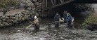 86 havørreder hjulpet over stemmeværket