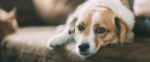 Guide: Undgå at hunden får angst nytårsaften