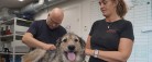 Stor dyreværnssag: 19 hunde reddet