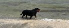 1. oktober må hunden være løs på stranden