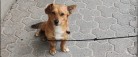 Fremlysning: Hvem savner denne hund?