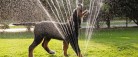 Din hund elsker at spise giftig havegødning