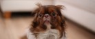 Dyrlægens anbefalinger: Sådan hjælper du din hund gennem nytårsaften