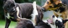 Mange danskere oplever utryghed ved løse hunde