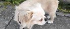 Nordjyllands Politi søger ejeren til en mindre hund