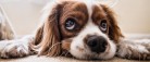 Sådan hjælper du din hund gennem nytårsaften