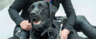 Årets førerhund måske fra Sæby
