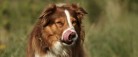 Dyrelæge advarer: Overset sygdom skaber problemer hos 8 ud af 10 hunde