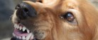 Sådan undgår du, at din hund bliver en del af negativ bidstatistik