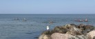 Sommerliv på stranden i Sæby