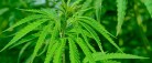 Cannabisplanter fundet